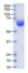 SDS-PAGE (B4GALT1-21H).jpg